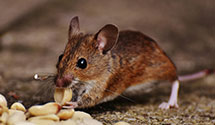 24 Hour & Emergency Exterminators in Pine Hall, NC
